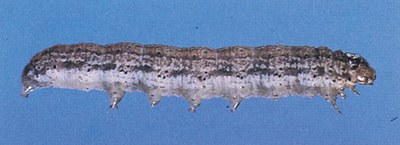 Larva – Darksided cutworm