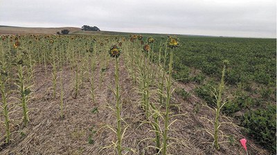 Severely defoliated sunflower field from grasshopper feeding