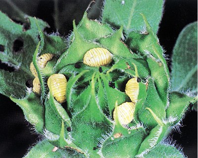 Sunflower beetle larva on plant