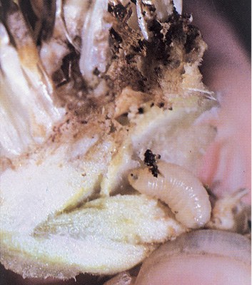 Sunflower receptacle maggot larva