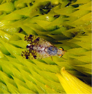 Adult sunflower seed maggot
