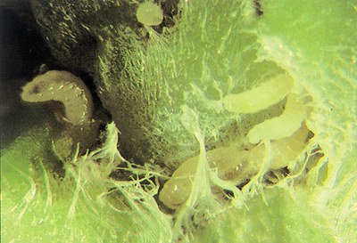 Sunflower midge larva