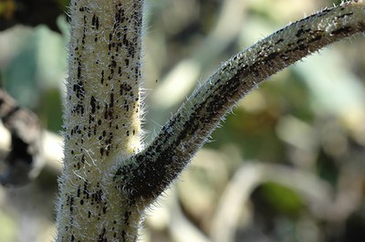 Rust on stem and petiole