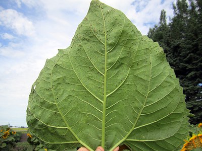 Rust – 1% severity on leaf