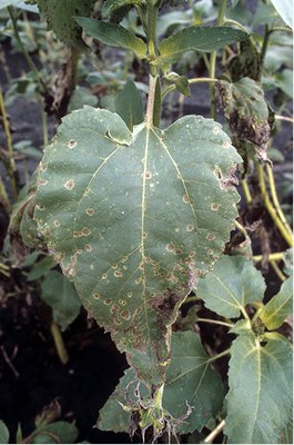 Septoria leaf spot