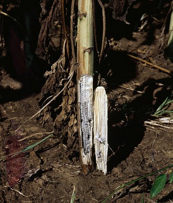 Charcoal rot showing at the base of the plant