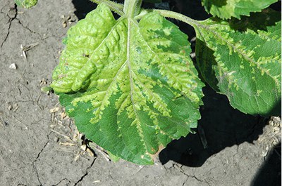 Downy mildew on upper side of leaf