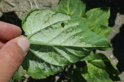 Downy mildew on underside of leaf