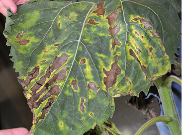 Verticilium wilt leaf symptoms