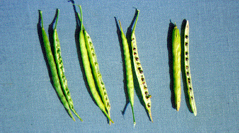 Change in pod and seed maturity