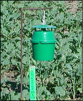 Figure 6 Green bucket pheromone trap