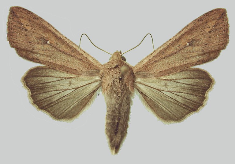 Figure 1 Armyworm moth