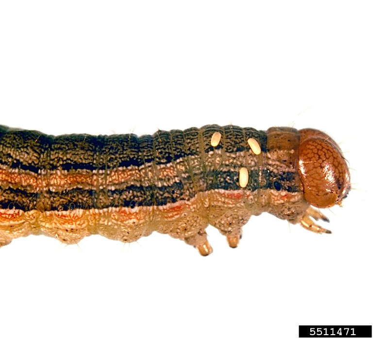 Figure 10, Parasitic Tachinid fly eggs on armyworm