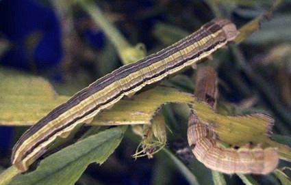 Figure 2, Armyworm larva