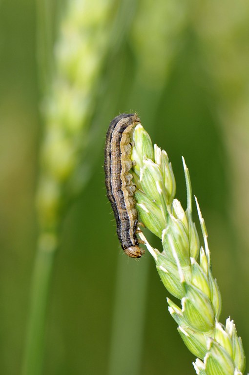 Figure 5 wheat head chewed off by armyworm larva