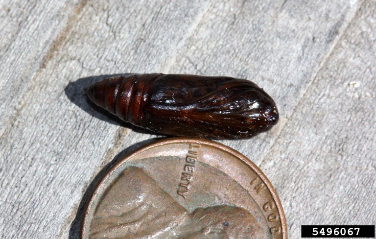 Figure 3 Noctuid pupa, nonfeeding and resting stage
