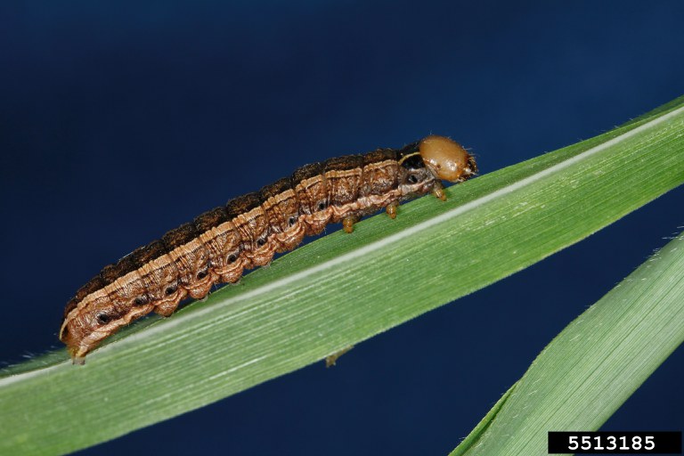 Figure 8, Army cutworm larva