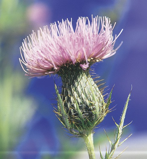 Common pink head of field thistle