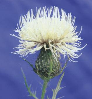White flowering form of field thistle