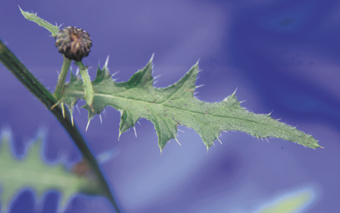 Leaves of swamp thistle