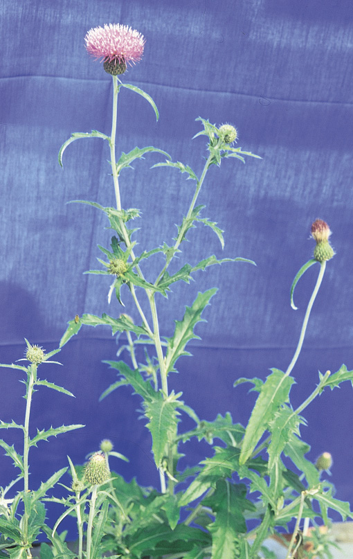 Tall thistle flowering plant