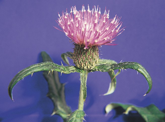 Tall thistle flowers