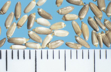 Plumeless seed