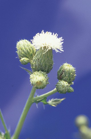 White flowering form of Canada