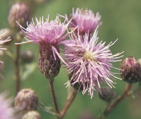 Male flower of Canada thistle