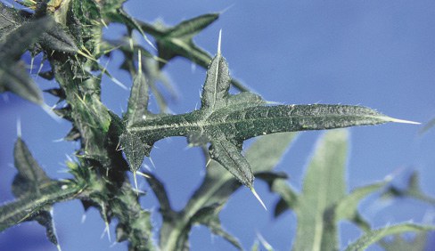 Double dentate leaf of bull thistle
