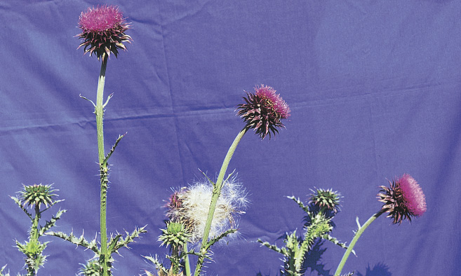 Stems of musk thistle
