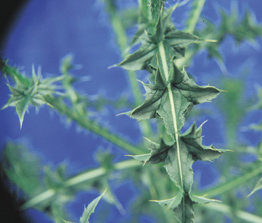 Each leaf lobe of plumeless thistle has 1 to 3 sharp sines
