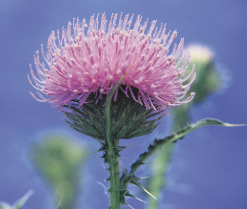 Plumeless thistle head with short sharp spines