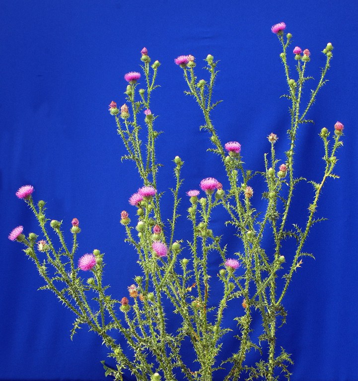 Figure 44 Flowering plumeless thistle