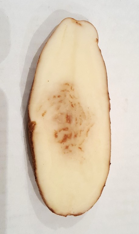 Figure 3 TRV induced necrosis in potato cultivars
