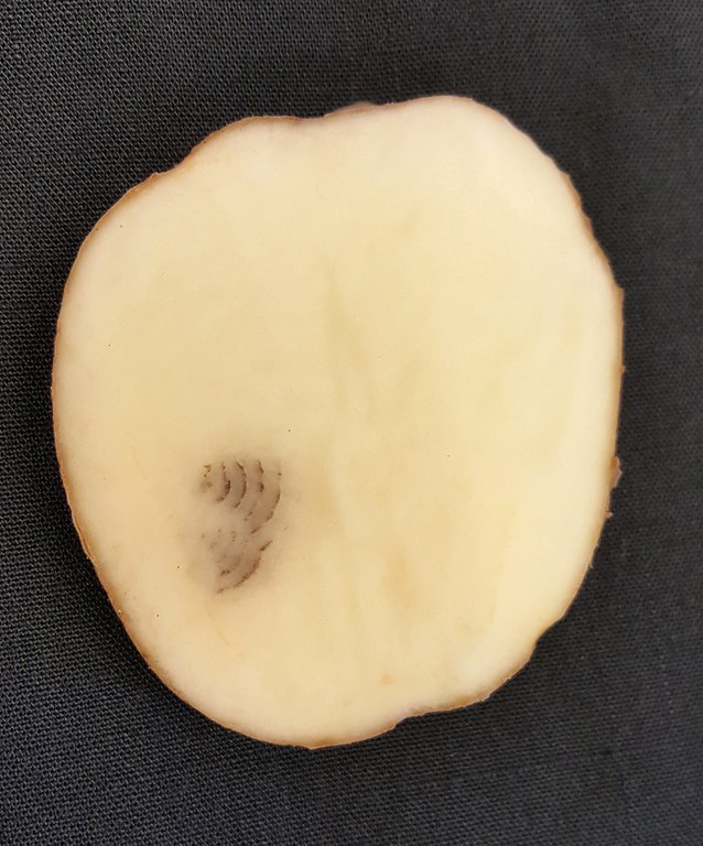 Figure 1 Right TRV symptoms in potato