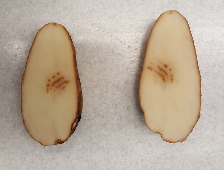 Figure 1, TRV symtoms in potato. bottom