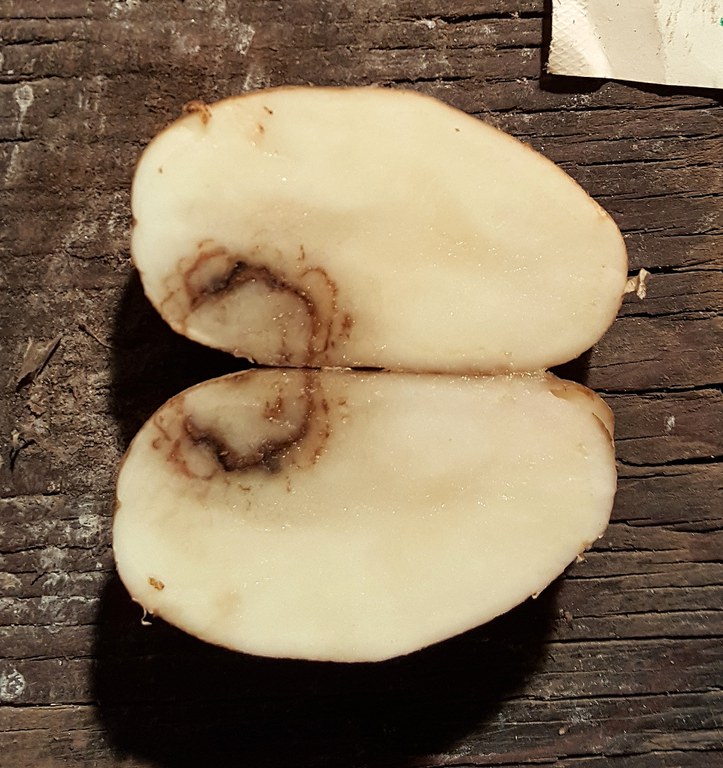 Figure 1 Left TRV symptoms in potatoes