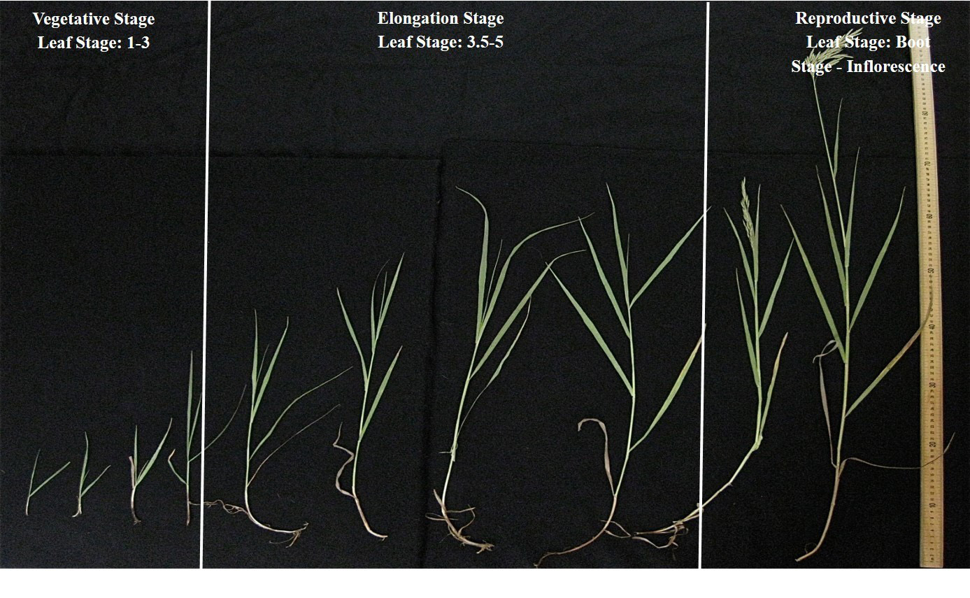 Morphological stages smooth brome
