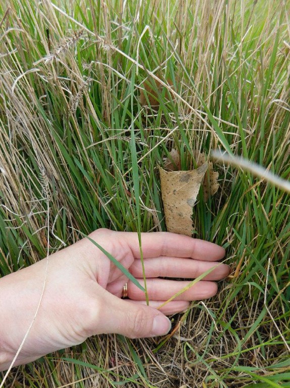 Crested wheatgrass