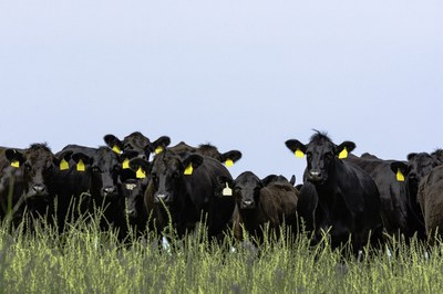 Beef Herd