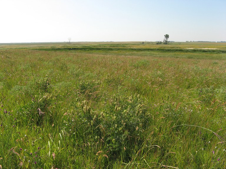 Completed prairie reconstruction site