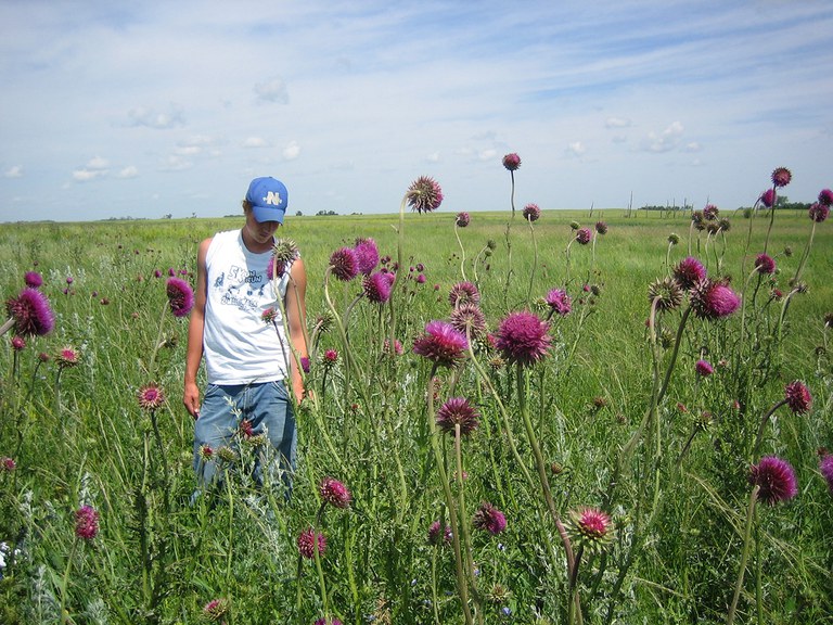 Site invaded with musk thistle