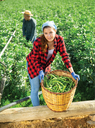 woman with basket of harvested green beans