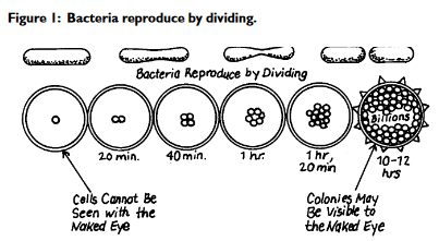 Bacteria Reproduced by dividing