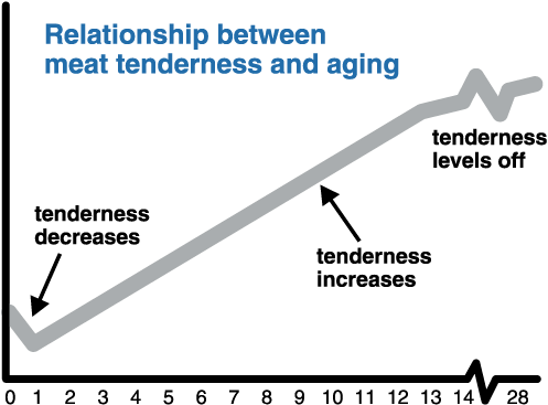 Relationship between meat tenderness and aging