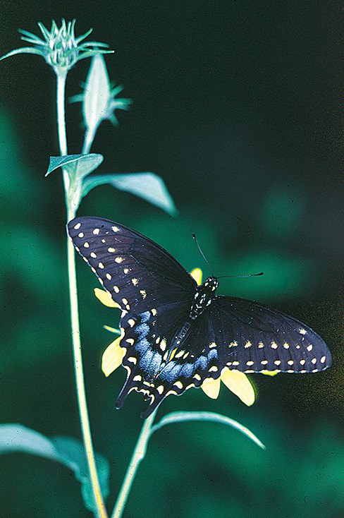 Adult butterfly Figure 5
