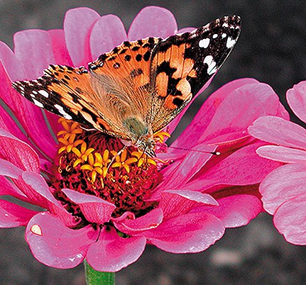 Zinnia with painted lady Figure 11
