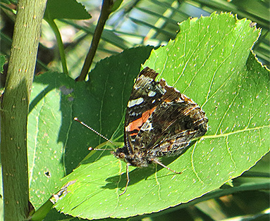 Painted lady perched on leaf Figure 12