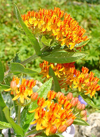 Butterfly weed Figure 13